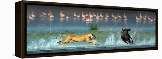 African Lioness (Panthera Leo) Hunting Wildebeests-null-Framed Stretched Canvas