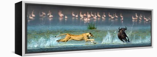 African Lioness (Panthera Leo) Hunting Wildebeests-null-Framed Stretched Canvas