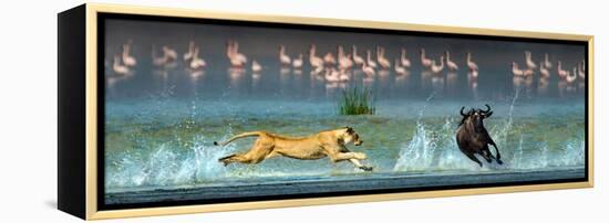 African Lioness (Panthera Leo) Hunting Wildebeests-null-Framed Stretched Canvas