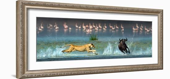 African Lioness (Panthera Leo) Hunting Wildebeests-null-Framed Photographic Print