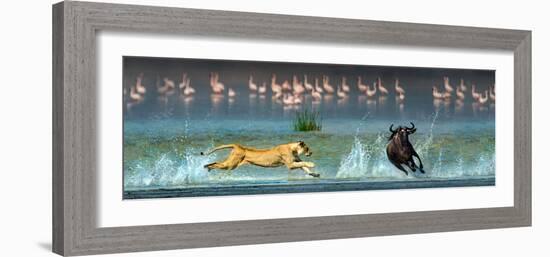 African Lioness (Panthera Leo) Hunting Wildebeests-null-Framed Photographic Print