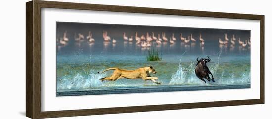 African Lioness (Panthera Leo) Hunting Wildebeests-null-Framed Photographic Print