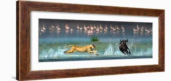 African Lioness (Panthera Leo) Hunting Wildebeests-null-Framed Photographic Print