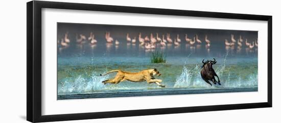 African Lioness (Panthera Leo) Hunting Wildebeests-null-Framed Photographic Print