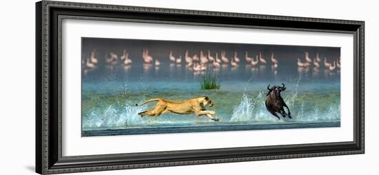 African Lioness (Panthera Leo) Hunting Wildebeests-null-Framed Photographic Print