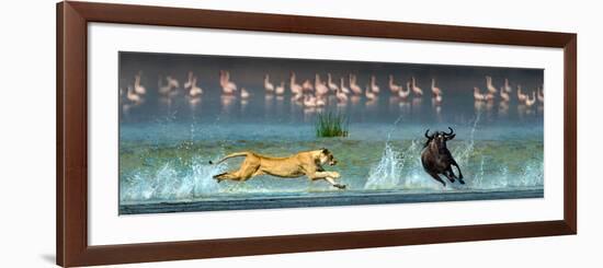 African Lioness (Panthera Leo) Hunting Wildebeests-null-Framed Photographic Print