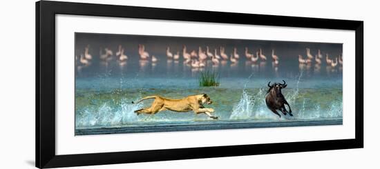 African Lioness (Panthera Leo) Hunting Wildebeests-null-Framed Photographic Print