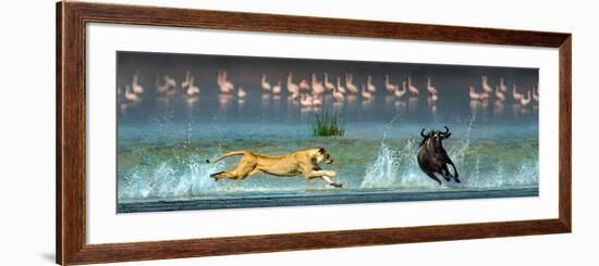 African Lioness (Panthera Leo) Hunting Wildebeests-null-Framed Photographic Print