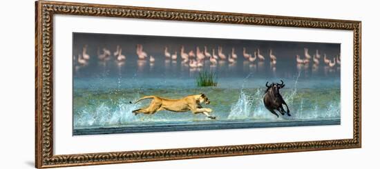 African Lioness (Panthera Leo) Hunting Wildebeests-null-Framed Photographic Print