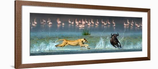 African Lioness (Panthera Leo) Hunting Wildebeests-null-Framed Photographic Print