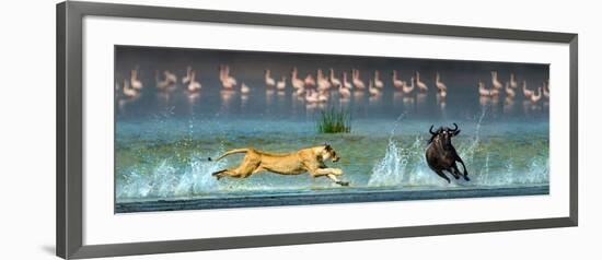 African Lioness (Panthera Leo) Hunting Wildebeests-null-Framed Photographic Print