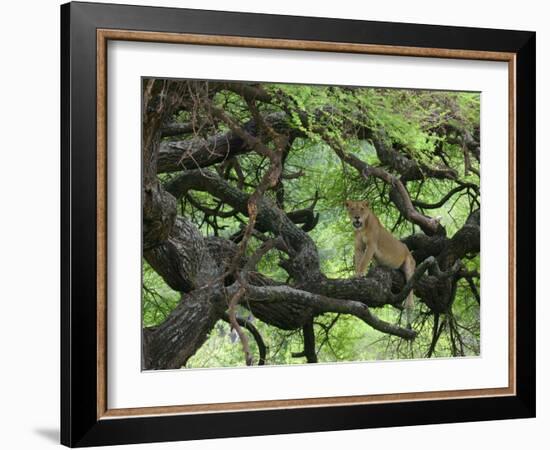 African Lioness Rests on Tree Branch, Tanzania-Arthur Morris-Framed Photographic Print