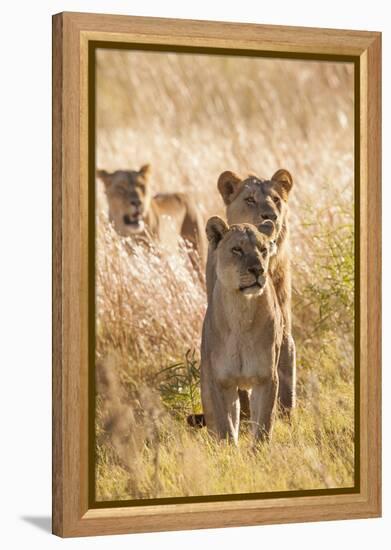 African Lionesses-Michele Westmorland-Framed Premier Image Canvas