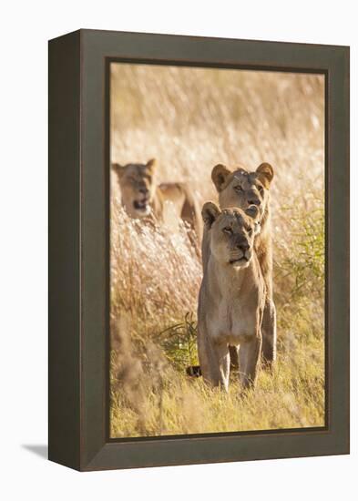 African Lionesses-Michele Westmorland-Framed Premier Image Canvas