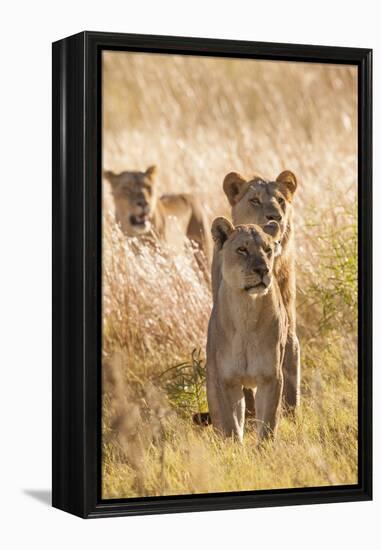 African Lionesses-Michele Westmorland-Framed Premier Image Canvas