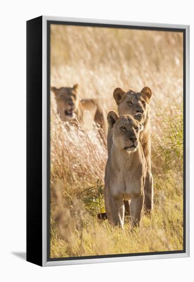 African Lionesses-Michele Westmorland-Framed Premier Image Canvas