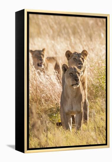 African Lionesses-Michele Westmorland-Framed Premier Image Canvas