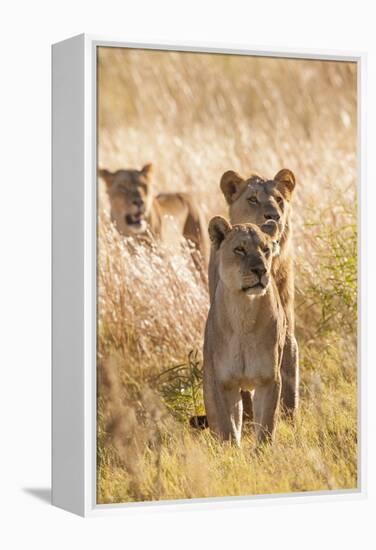 African Lionesses-Michele Westmorland-Framed Premier Image Canvas