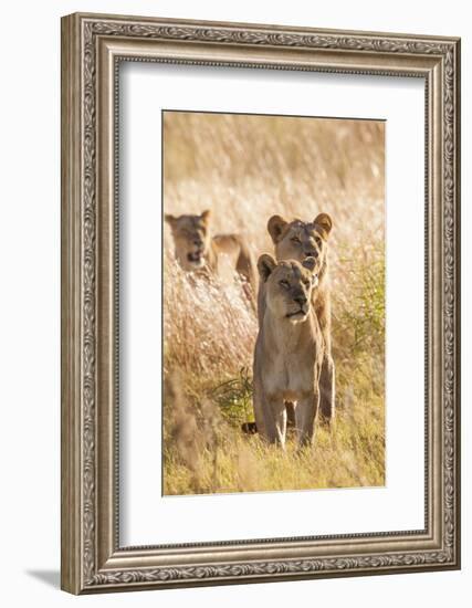 African Lionesses-Michele Westmorland-Framed Photographic Print