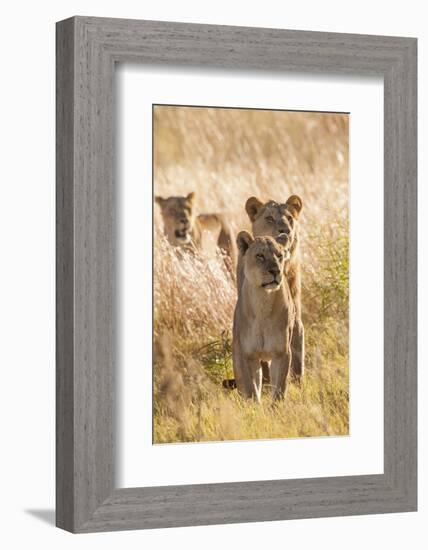 African Lionesses-Michele Westmorland-Framed Photographic Print