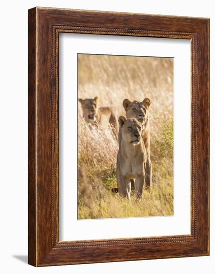 African Lionesses-Michele Westmorland-Framed Photographic Print