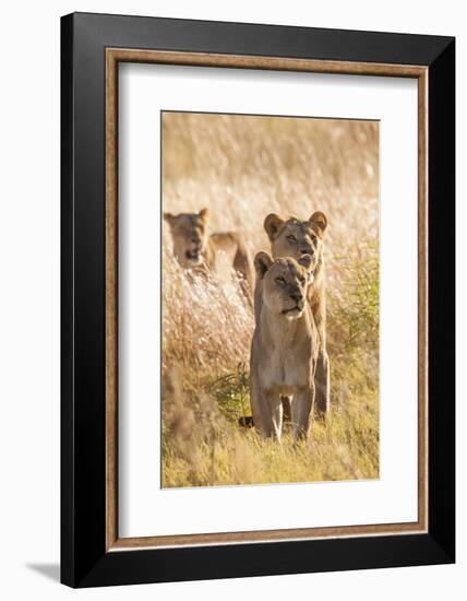 African Lionesses-Michele Westmorland-Framed Photographic Print