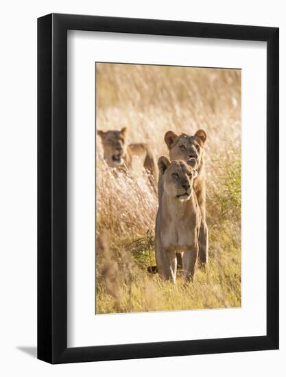 African Lionesses-Michele Westmorland-Framed Photographic Print