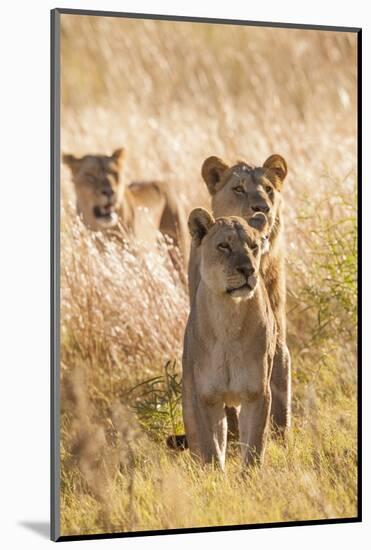 African Lionesses-Michele Westmorland-Mounted Photographic Print