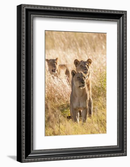 African Lionesses-Michele Westmorland-Framed Photographic Print