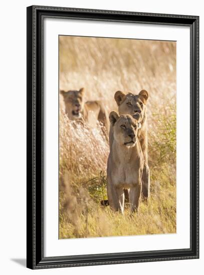 African Lionesses-Michele Westmorland-Framed Photographic Print