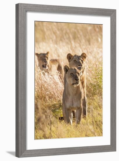 African Lionesses-Michele Westmorland-Framed Photographic Print