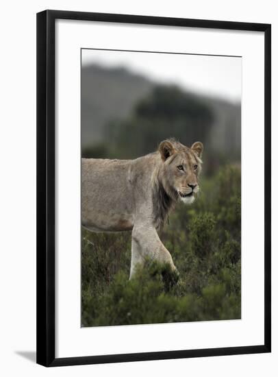 African Lions 045-Bob Langrish-Framed Photographic Print