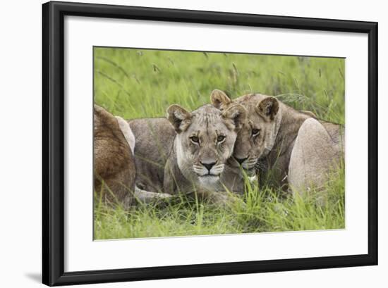 African Lions 091-Bob Langrish-Framed Photographic Print