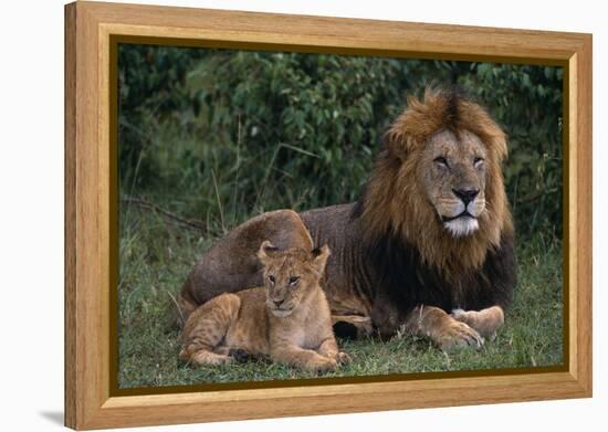 African Lions-DLILLC-Framed Premier Image Canvas