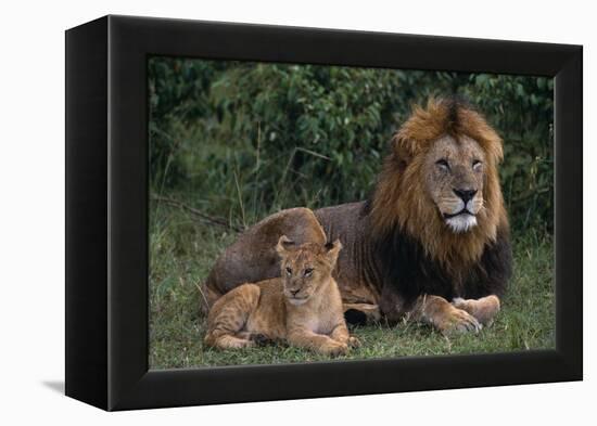 African Lions-DLILLC-Framed Premier Image Canvas