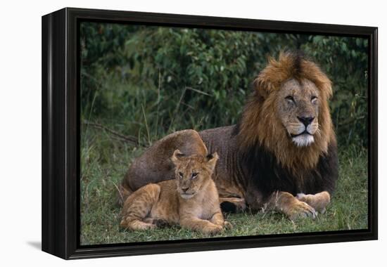 African Lions-DLILLC-Framed Premier Image Canvas