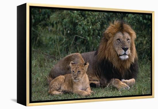 African Lions-DLILLC-Framed Premier Image Canvas