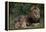 African Lions-DLILLC-Framed Premier Image Canvas