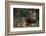 African Lions-DLILLC-Framed Photographic Print