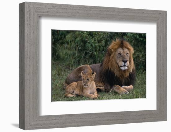 African Lions-DLILLC-Framed Photographic Print