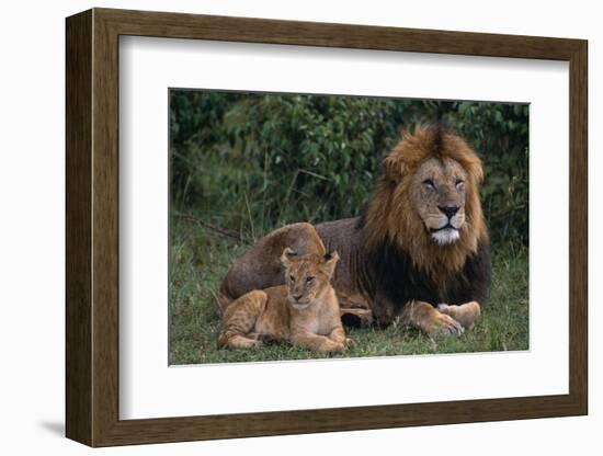 African Lions-DLILLC-Framed Photographic Print