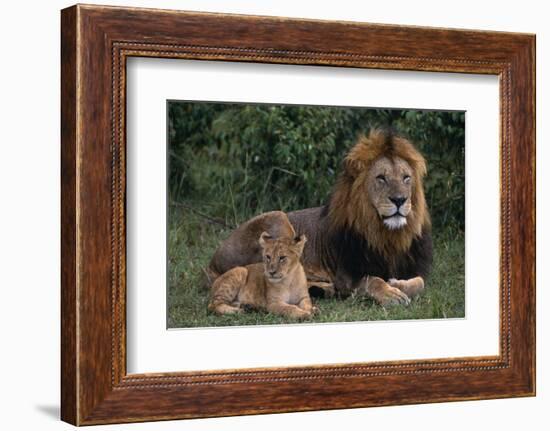 African Lions-DLILLC-Framed Photographic Print