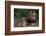 African Lions-DLILLC-Framed Photographic Print