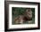 African Lions-DLILLC-Framed Photographic Print