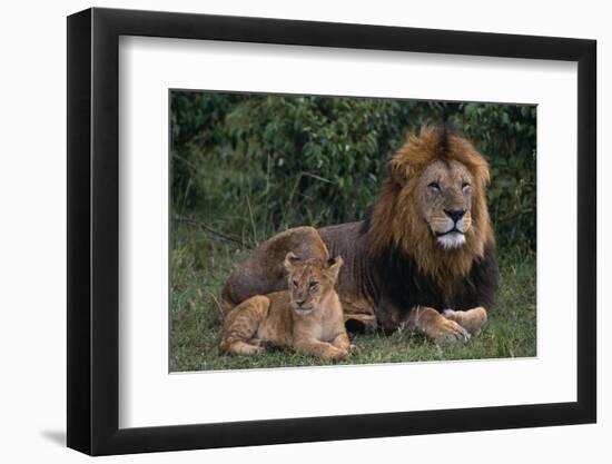 African Lions-DLILLC-Framed Photographic Print