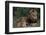 African Lions-DLILLC-Framed Photographic Print