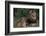 African Lions-DLILLC-Framed Photographic Print