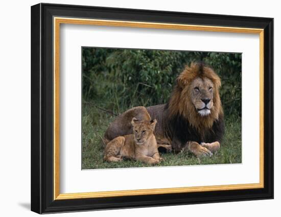 African Lions-DLILLC-Framed Photographic Print