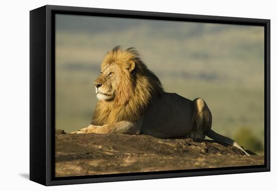 African Male Lion-Mary Ann McDonald-Framed Premier Image Canvas