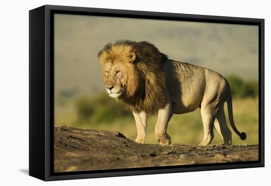 African Male Lion-Mary Ann McDonald-Framed Premier Image Canvas